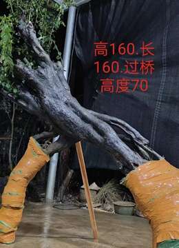 漂亮大过桥丛林。大母桩金弹子,熟桩大货,有喜欢赶紧下单