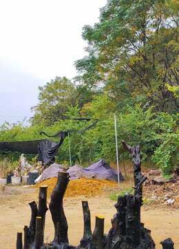 漂亮长龙金弹子。丛林金弹子母桩,有喜欢赶紧下单