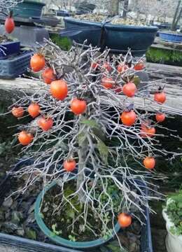 盆景死亡的十大原因和对策