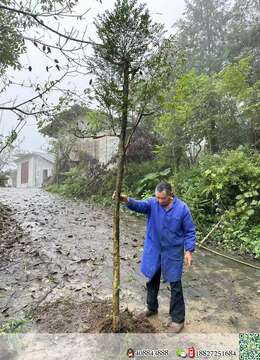 一起14颗瓜子黄杨地景特价处理，价格超便宜，先款先得