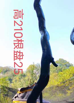 漂亮根艺,金弹子,有喜欢赶紧下单
