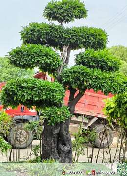 金弹子熟桩树种园子风金弹子的联系方式