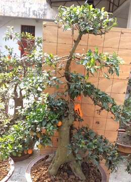 金弹子怎么繁殖