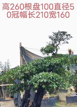 全冠年功熟桩金弹子,别墅庭院首选,有喜欢赶紧下单
