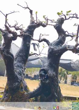 漂亮年功熟桩金弹子，上盆桩。漂亮，有喜欢赶紧下单