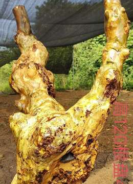 新鲜紫薇老桩,有喜欢赶紧下单,一起打包价格美丽。