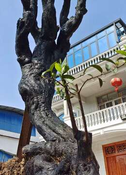 漂亮怪桩金弹子。大熟桩,全身纹路坨坨,有喜欢赶紧下单,