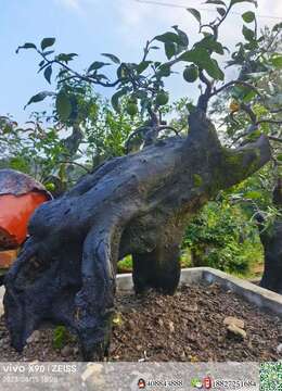 金弹子树桩盆景带土包邮金弹子小品