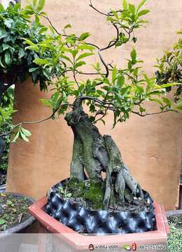 金弹子生桩徽派金弹子