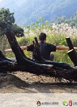 一本大枞林看上的来聊