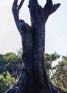 金弹子盆景价格金弹子↗江西金弹子熟桩盆景