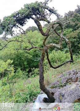 金弹子盆景上档次金弹子基地