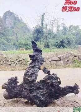 金弹子树桩盆景提根金弹子