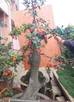 金弹子盆景挂果后果实易掉落怎么办