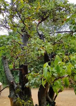 全冠年功熟桩，大母桩金弹子，别墅庭院首选，有喜欢赶紧下单