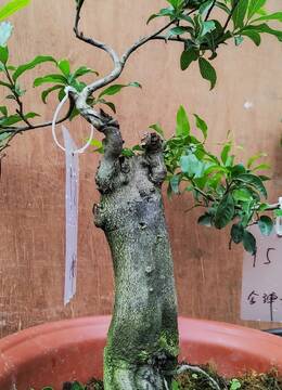 159号直杆矮霸金弹子盆景去年挂果了的金弹子盆景品种