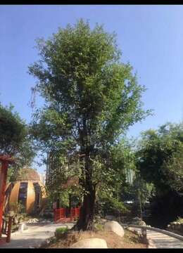 原生大母桩，别墅庭院首选，喜欢的老板联系