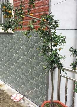 火树红花-多年生挂果金弹子苗欣赏