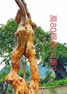 刚刚下山新鲜,漂亮紫薇老桩,有喜欢赶紧下单