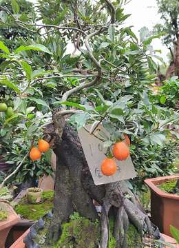 金弹子下山桩金弹子√青岛金弹子老桩