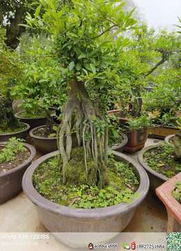 金弹子下山桩金弹子海派