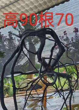 漂亮怪桩金弹子,有喜欢赶紧下单,