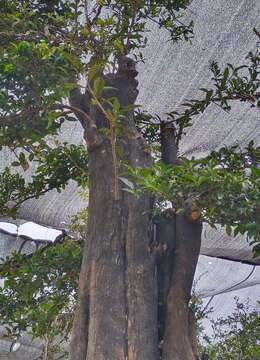 漂亮的。全冠原生大母桩金弹子，有喜欢赶紧下单