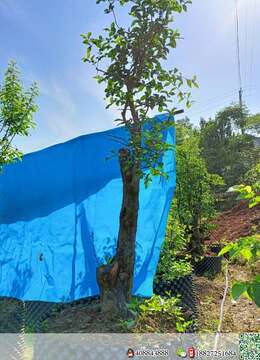 金弹子网金弹子私家