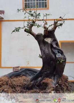 金弹子,原生小果,根长92,高96,最大直径30