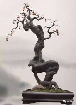 【转】金弹子养护并不难,教你一个懒人种桩技巧