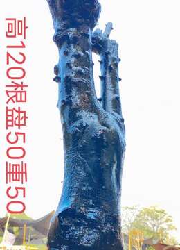 漂亮大母桩金弹子,古桩金弹子,有喜欢赶紧下单