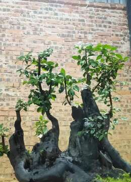 漂亮大坨坨。大熟桩金弹子,有喜欢赶紧下单