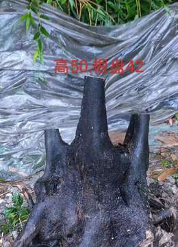 刚回来4个金弹子,看上来聊,一起打包价优