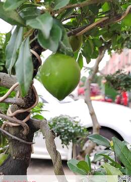 金弹弹盆景基本常识:金弹弹基本属性