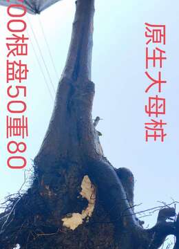 刚刚下山新鲜漂亮,母桩金弹子盆景。有喜欢赶紧下单。一起打包价格美丽