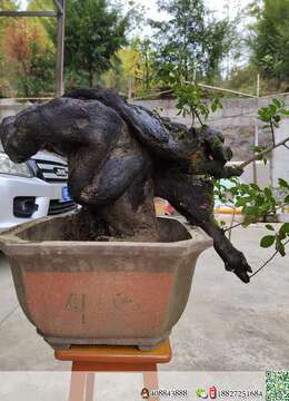 金弹子老桩金弹子▓襄樊四季果金弹子