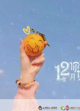 12月你好盆景金弹子