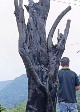 漂亮纹路老桩金弹子,看上速度