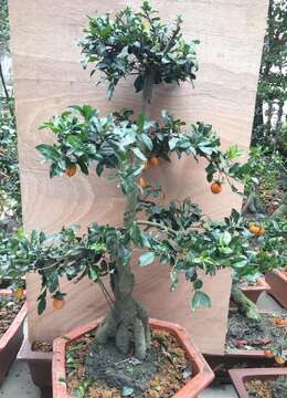 金弹子如何才能长得快