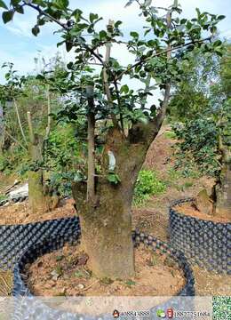 金弹子网武汉金弹子怪桩付款交易方式