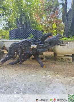 金弹子盆景血红金弹子能从哪买到