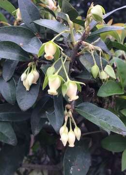 金弹子四季果公花母花一起开了