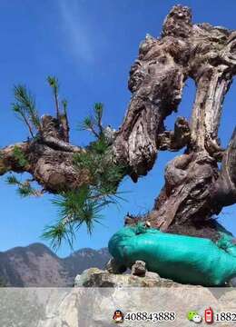 出土漂亮山松喜欢速度