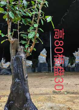 漂亮熟桩金弹子,有喜欢赶紧下单