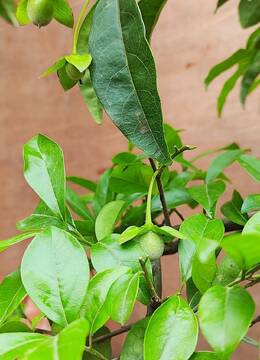 血红果123号提根拐拐根金弹子小品盆景天津阳台观赏金弹子树桩盆景小品