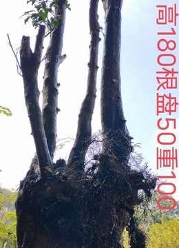 3颗大熟桩金弹子,一起打包价格美丽,