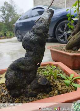 挂果金弹子川派金弹子