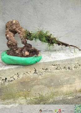 下山漂亮山松喜欢速度