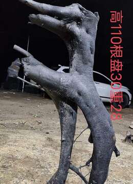 漂亮母桩金弹子，一起打包价格美丽。