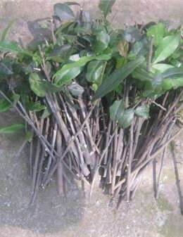 金弹子的嫁接技巧技术方法